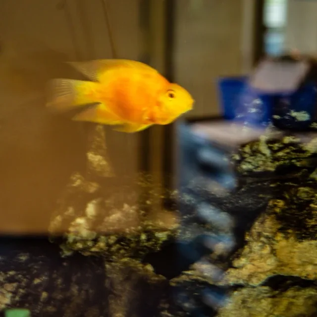 A bright orange fish swims near rocks inside a glass aquarium with a blurred background.